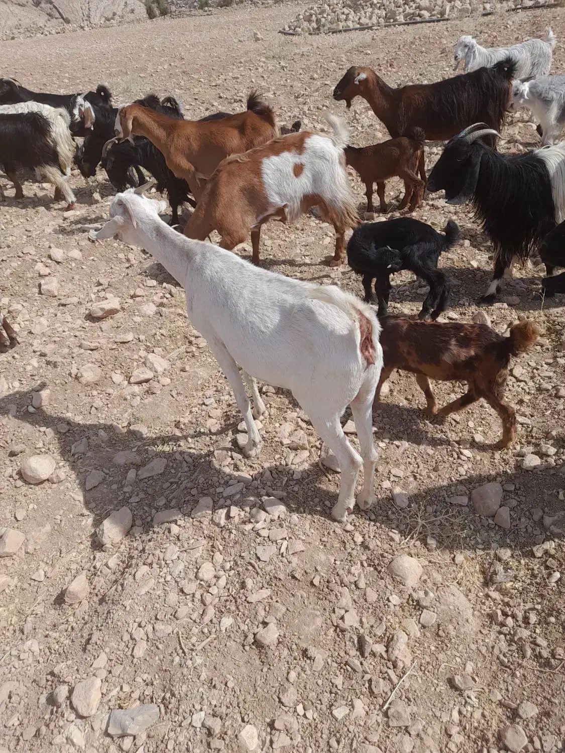 بز سانن با بز های محلی|حیوانات مزرعه|جره و بالاده, |دیوار