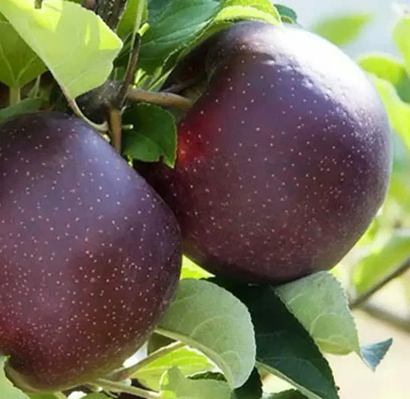 ارائه نهال سیب میراکل|خدمات باغبانی و درختکاری|خرمدره, |دیوار