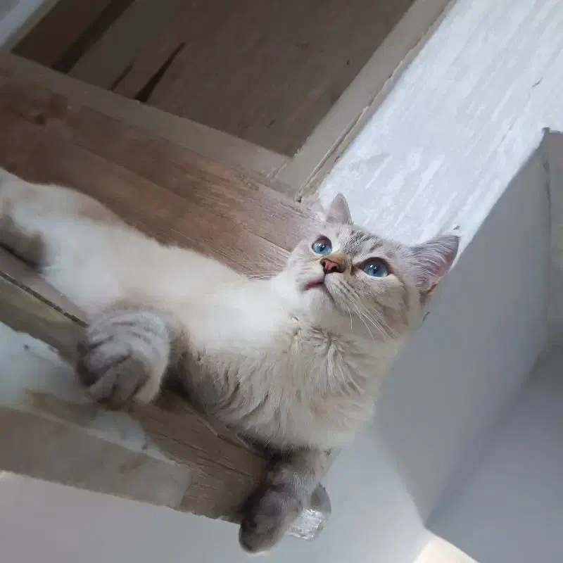 گربه نژاد دار|گربه|نیشابور, بنیاد شهید|دیوار