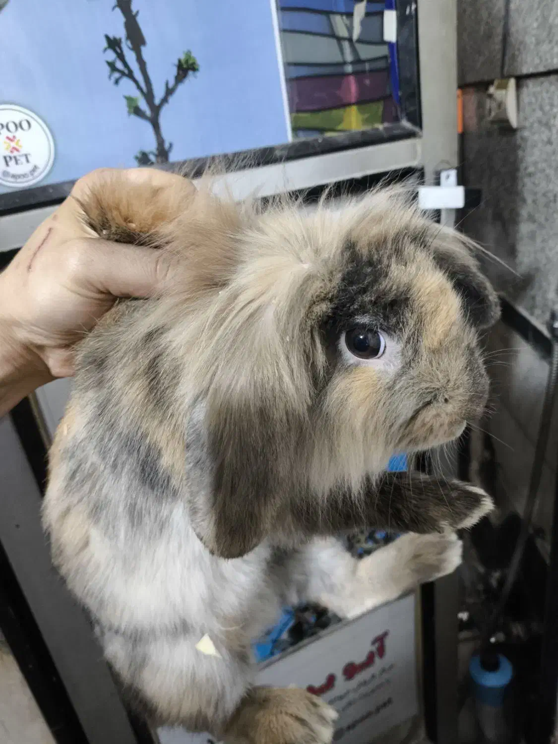 واگذاری حیوان|موش و خرگوش|تهران, شهرک طالقانی|دیوار