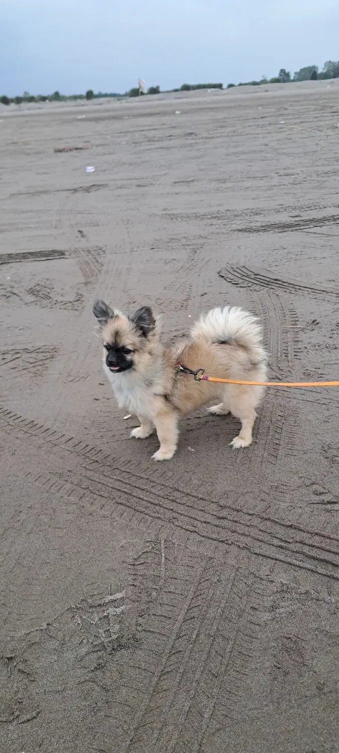 سگ پامرین  (کایلا)|سگ|کیاشهر, |دیوار