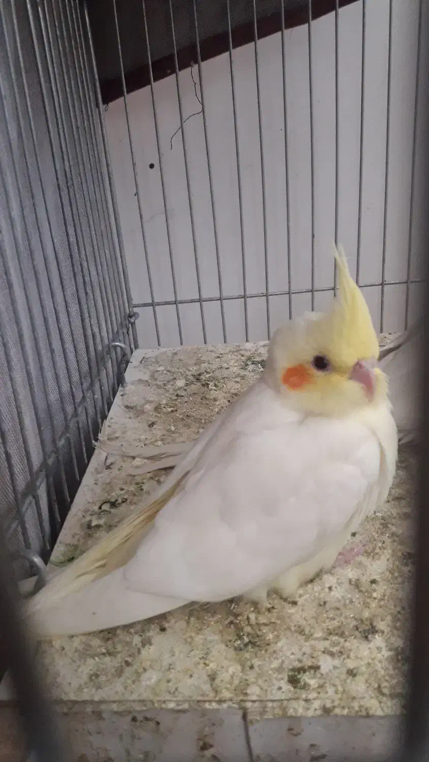 عروس هلندی|پرنده|همدان, |دیوار