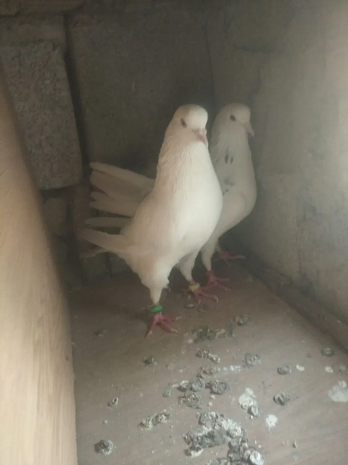 کبوتر پرشی|پرنده|تخت, |دیوار