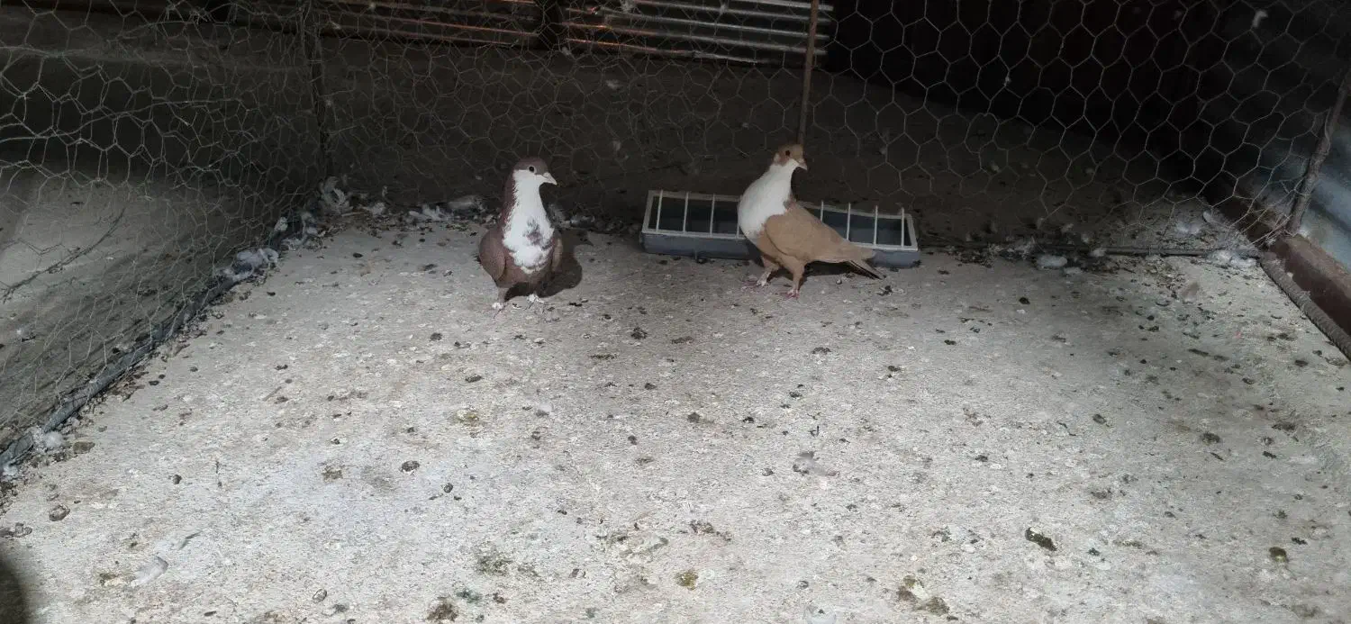 فروش دو عدد ریش ماده خوشگل|پرنده|فهرج, |دیوار