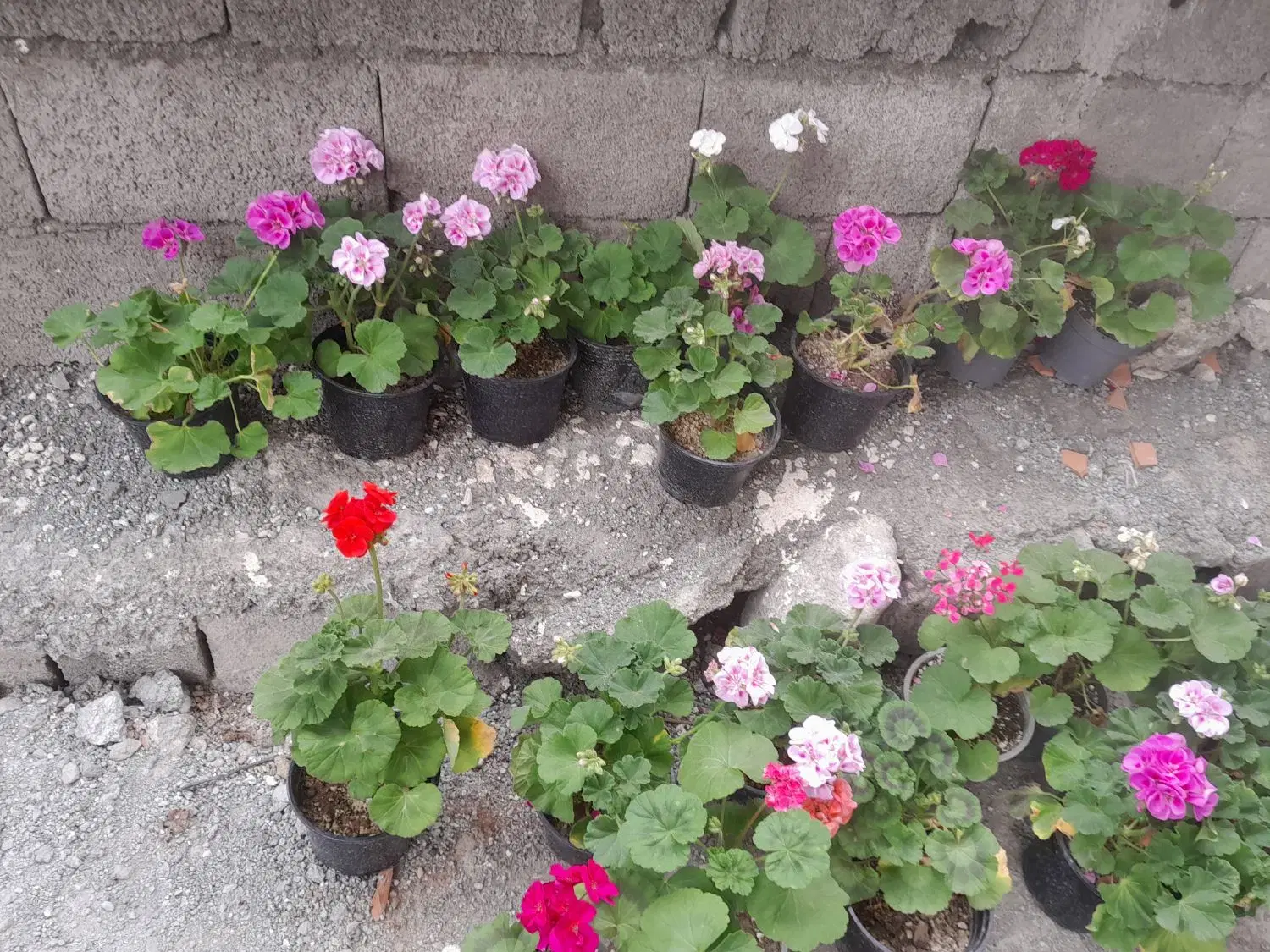 گل شعمدانی|گل و گیاه طبیعی|نوشهر, |دیوار