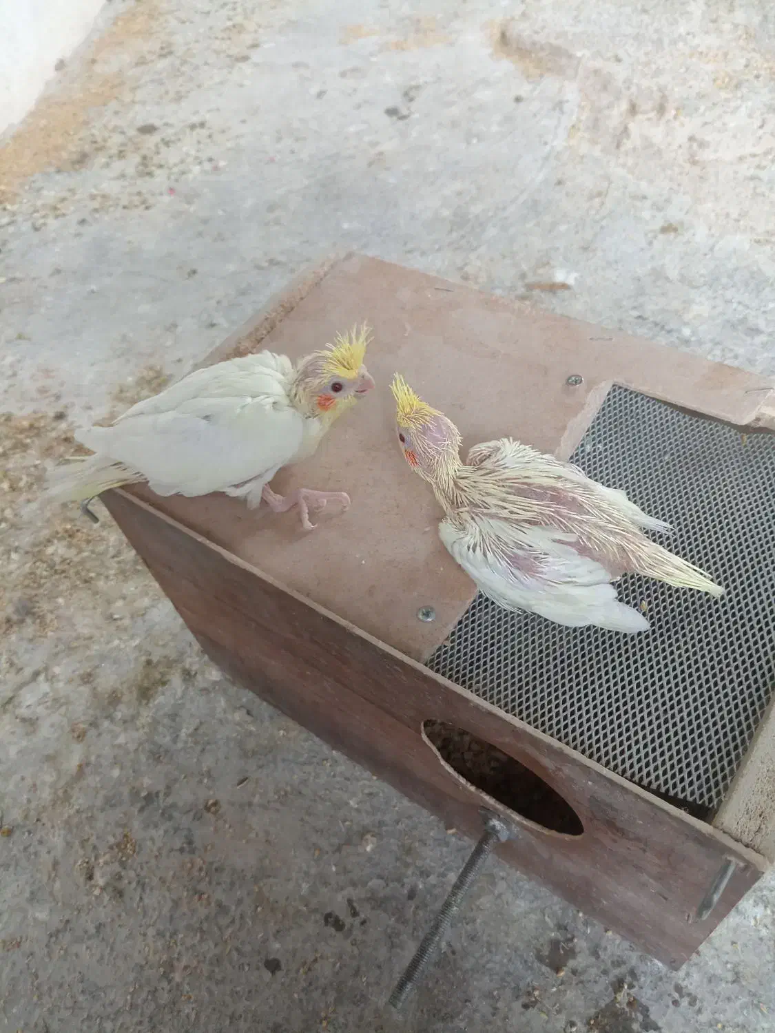 عروس هلندی 25 روزه|پرنده|قیدار, |دیوار