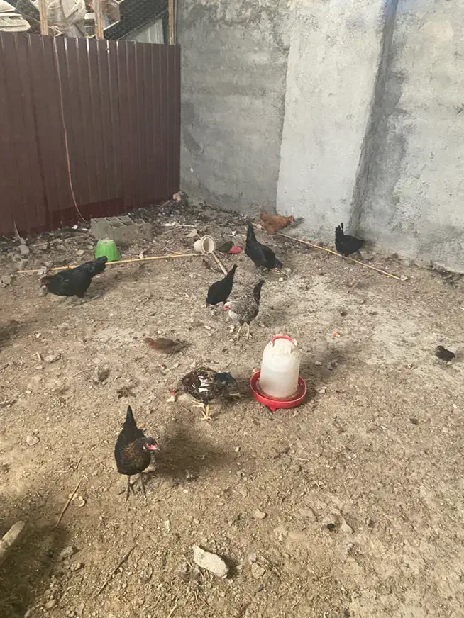 مرغ وخروش و جوجه|حیوانات مزرعه|گرگان, |دیوار