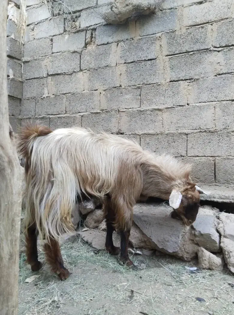 کره نری|حیوانات مزرعه|نرماشیر, |دیوار