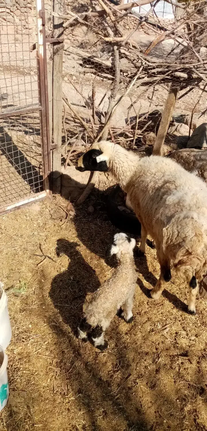 میش سرحال بابره مایه وقوچ|حیوانات مزرعه|کرمان, |دیوار