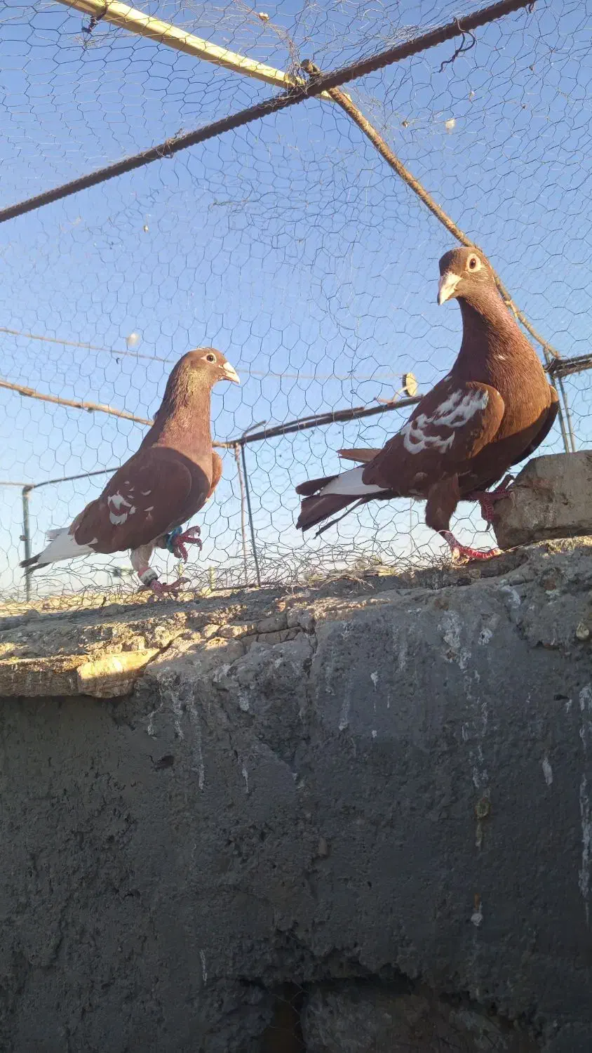 کفتر رنگه عروسک|پرنده|زهک, |دیوار