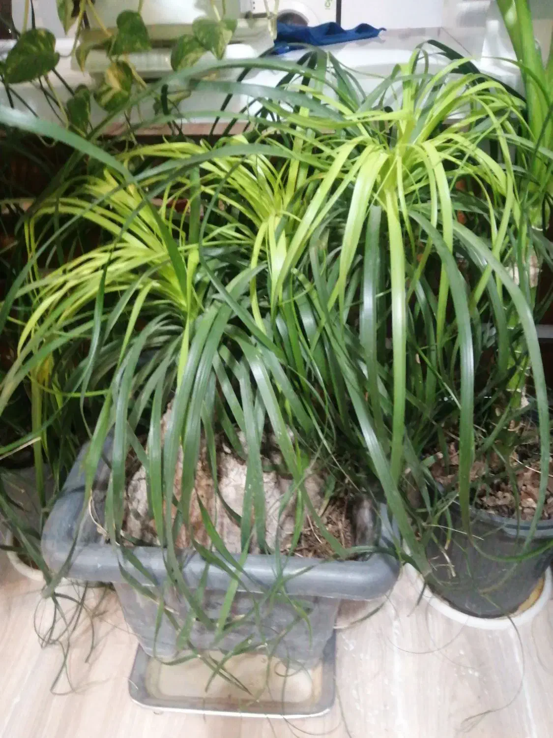 گل و گیاه آپارتمانی دیفن باخیا، یوکا ابلغ، فیکوس|گل و گیاه طبیعی|رشت, کوی غلام نیا|دیوار