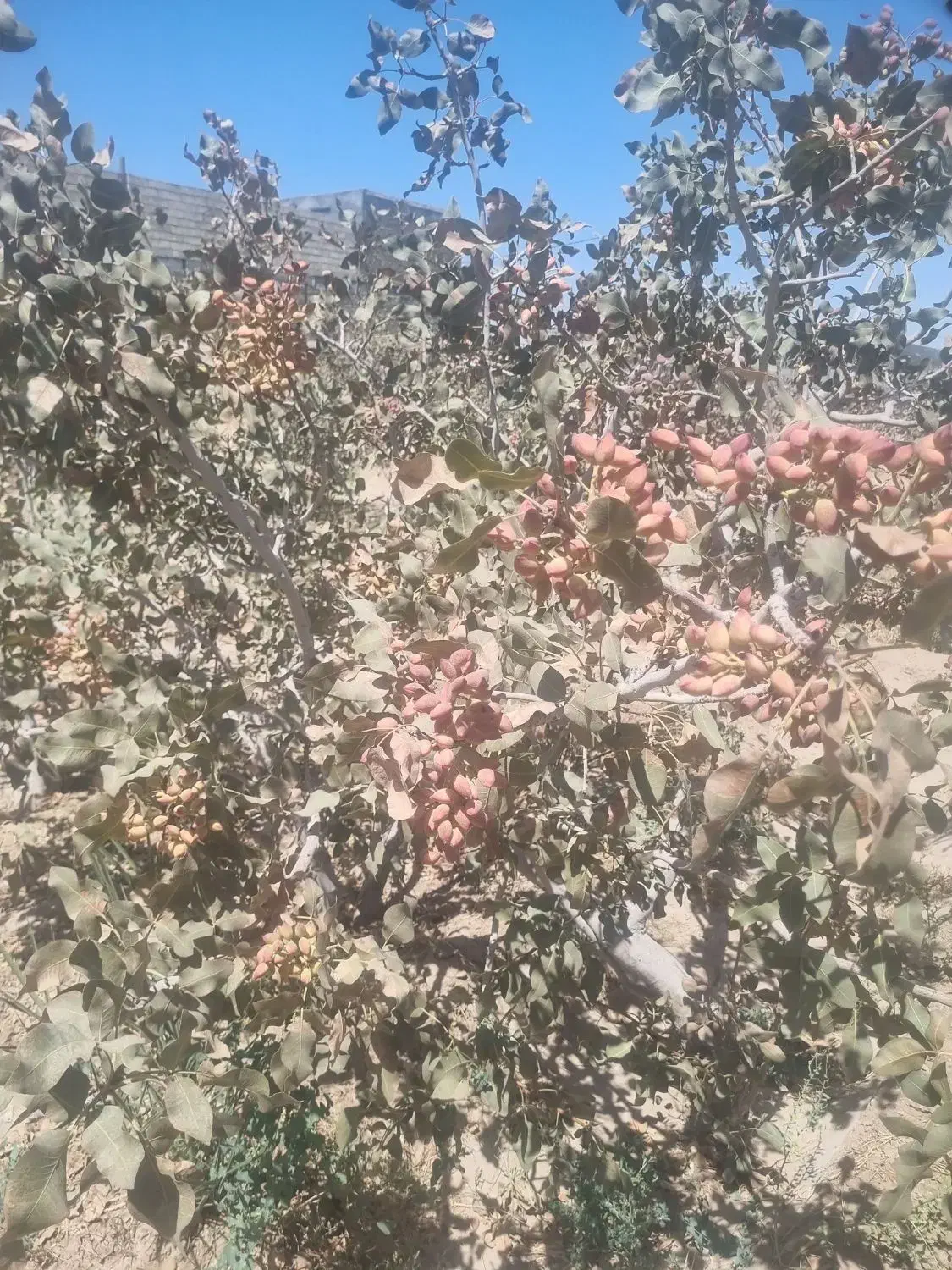 زمین فروشی پشت هتل علمدار|فروش زمین و ملک کلنگی|بافق, |دیوار