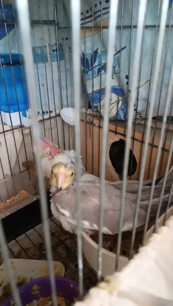 بچه عروس هلندی|پرنده|بندر انزلی, کارآموزی|دیوار