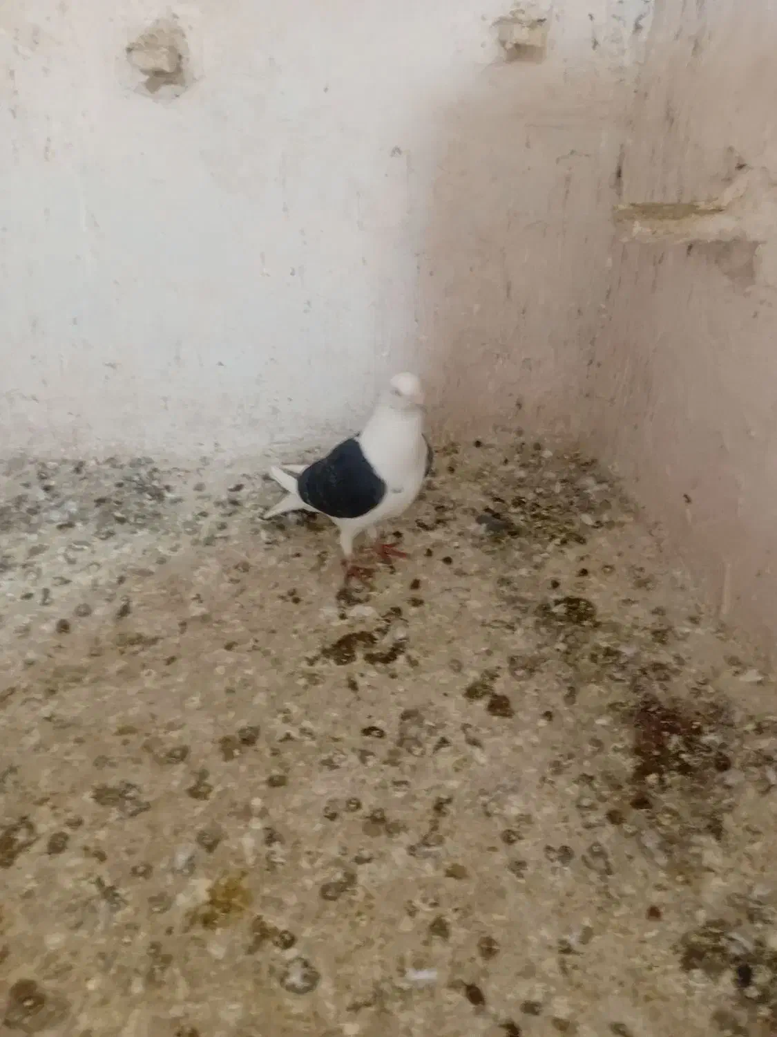 کفتر|پرنده|نیشابور, دربقاضی|دیوار