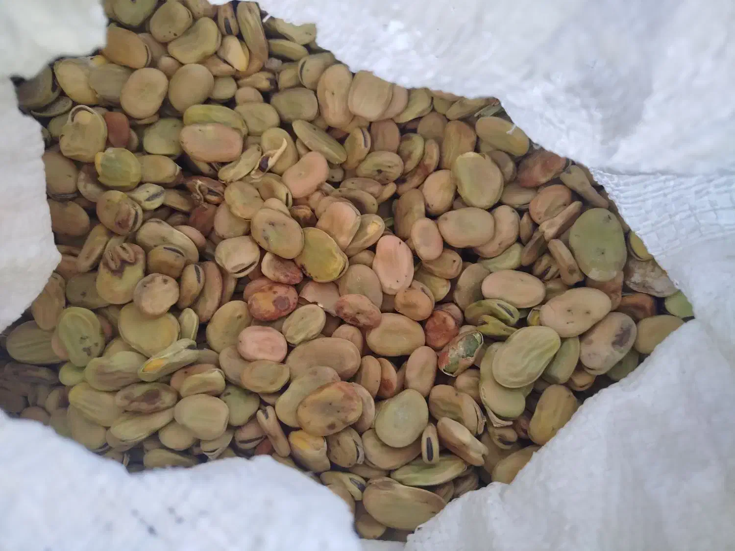 باقالی|فعالیت داوطلبانه|بروجرد, |دیوار