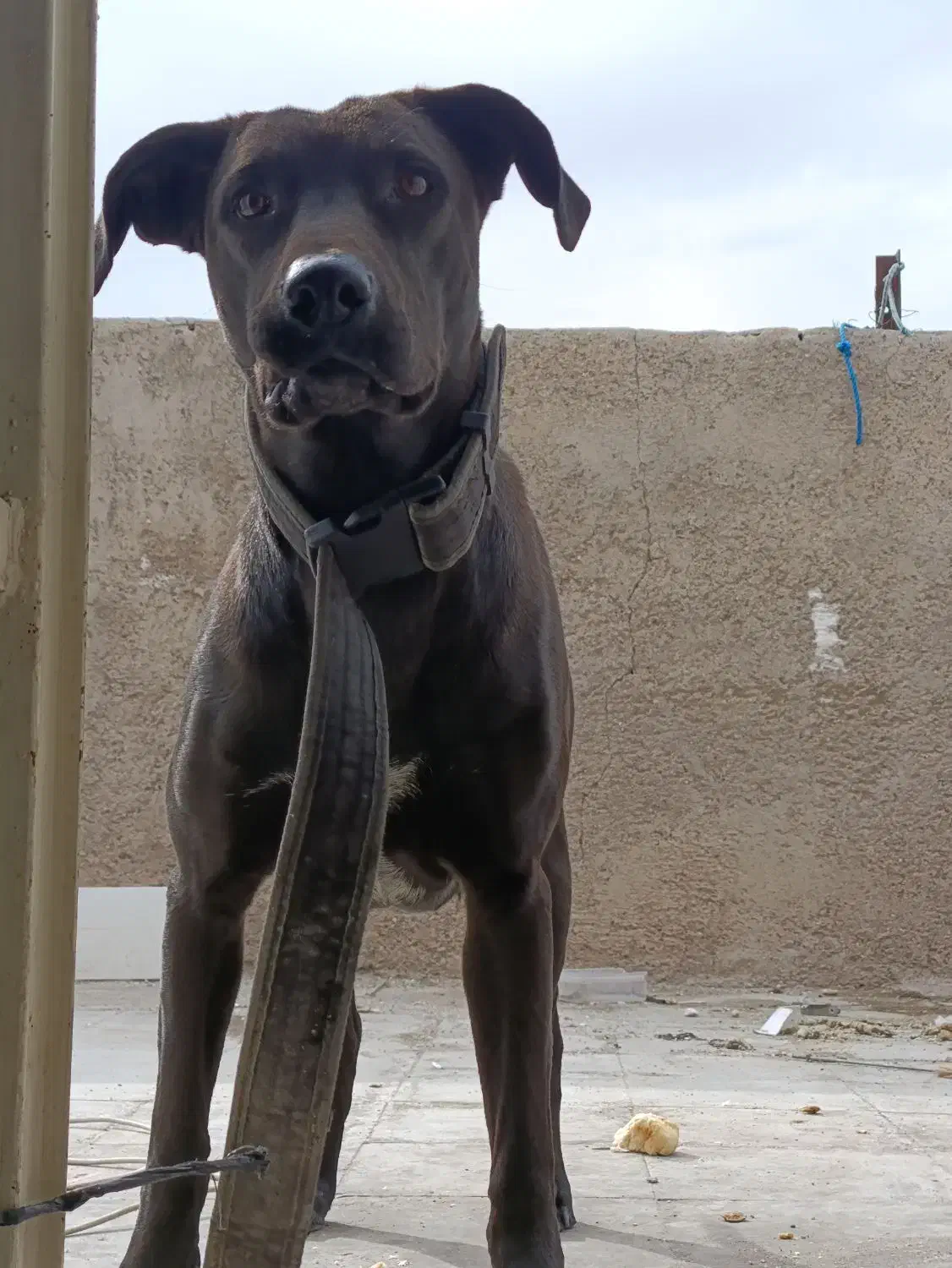 پیت بول|سگ|سیرجان, |دیوار