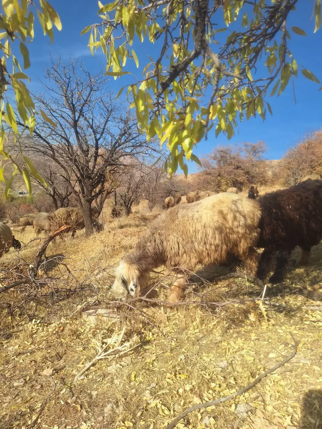 میش بره دار و ابستن (سپیدان )|حیوانات مزرعه|سپیدان, |دیوار