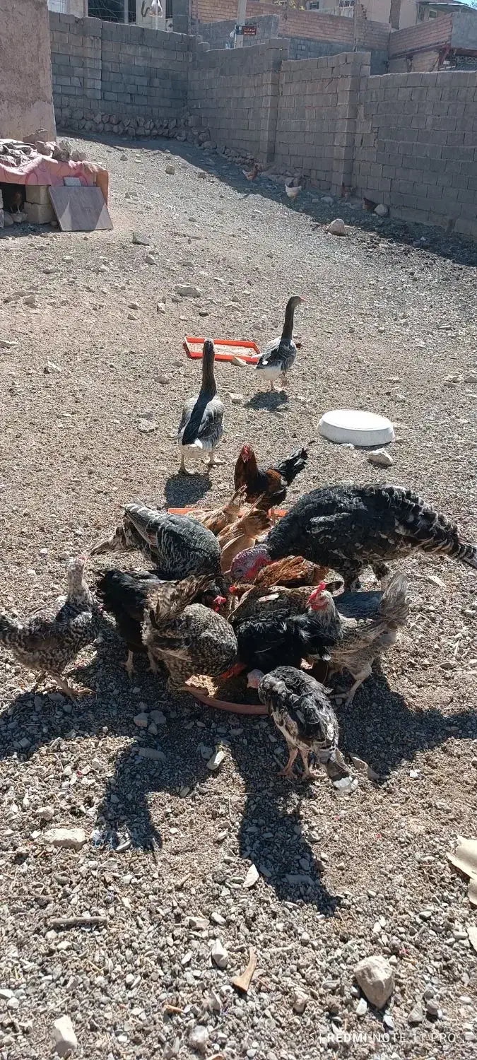 لباس بچه و مرغ وغاز و جوجه|کفش و لباس بچه|ایلام, |دیوار