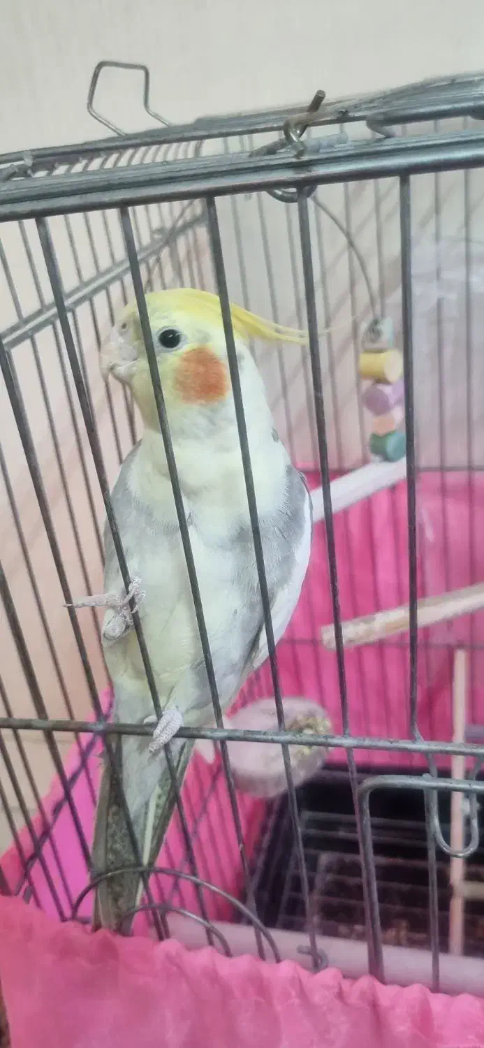 عروس هلندی نر|پرنده|تهران, افسریه جنوبی|دیوار