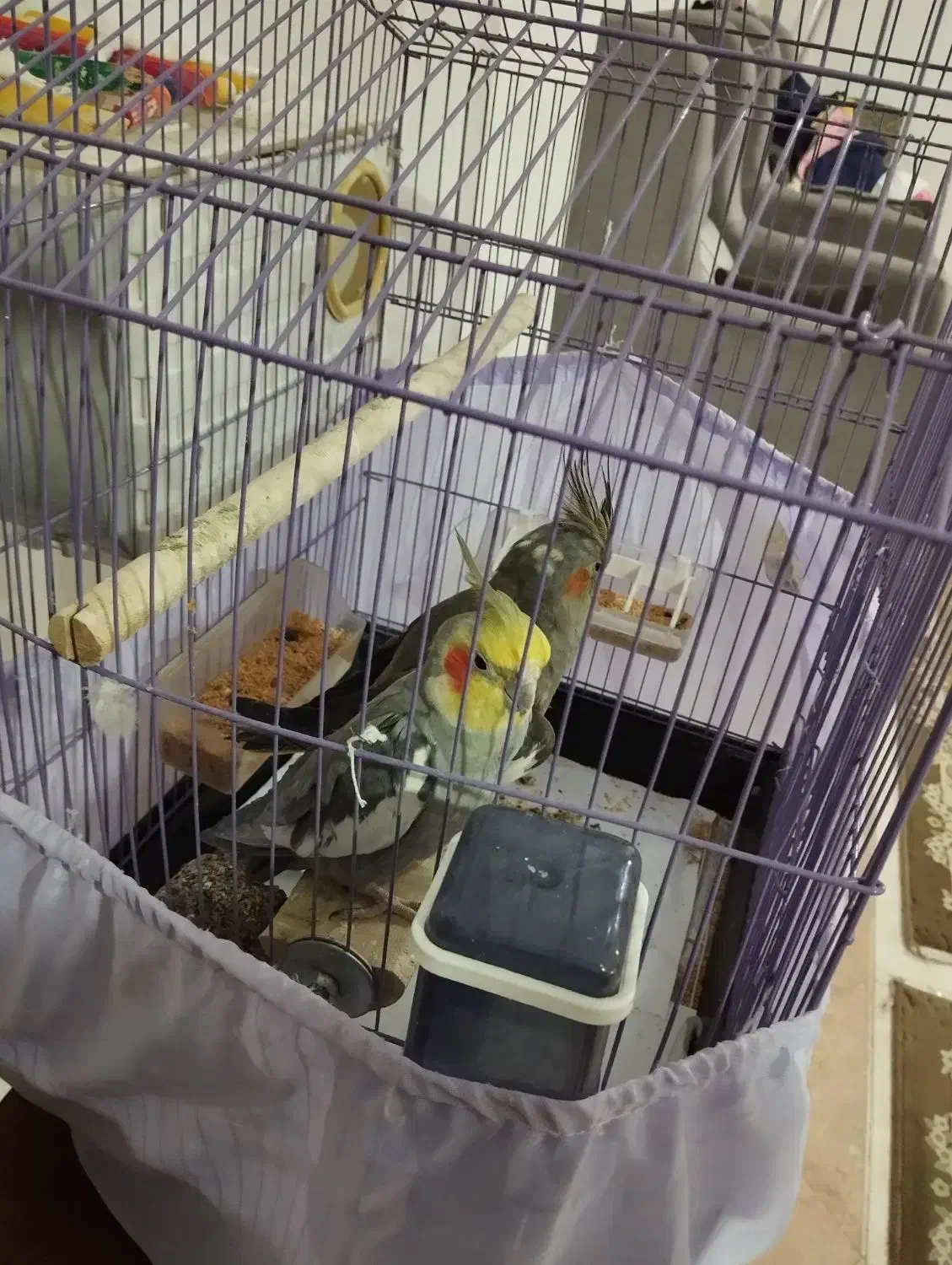 عروس هلندی نر ماده جفت|پرنده|پاکدشت, پاکدشت (مامازند)|دیوار