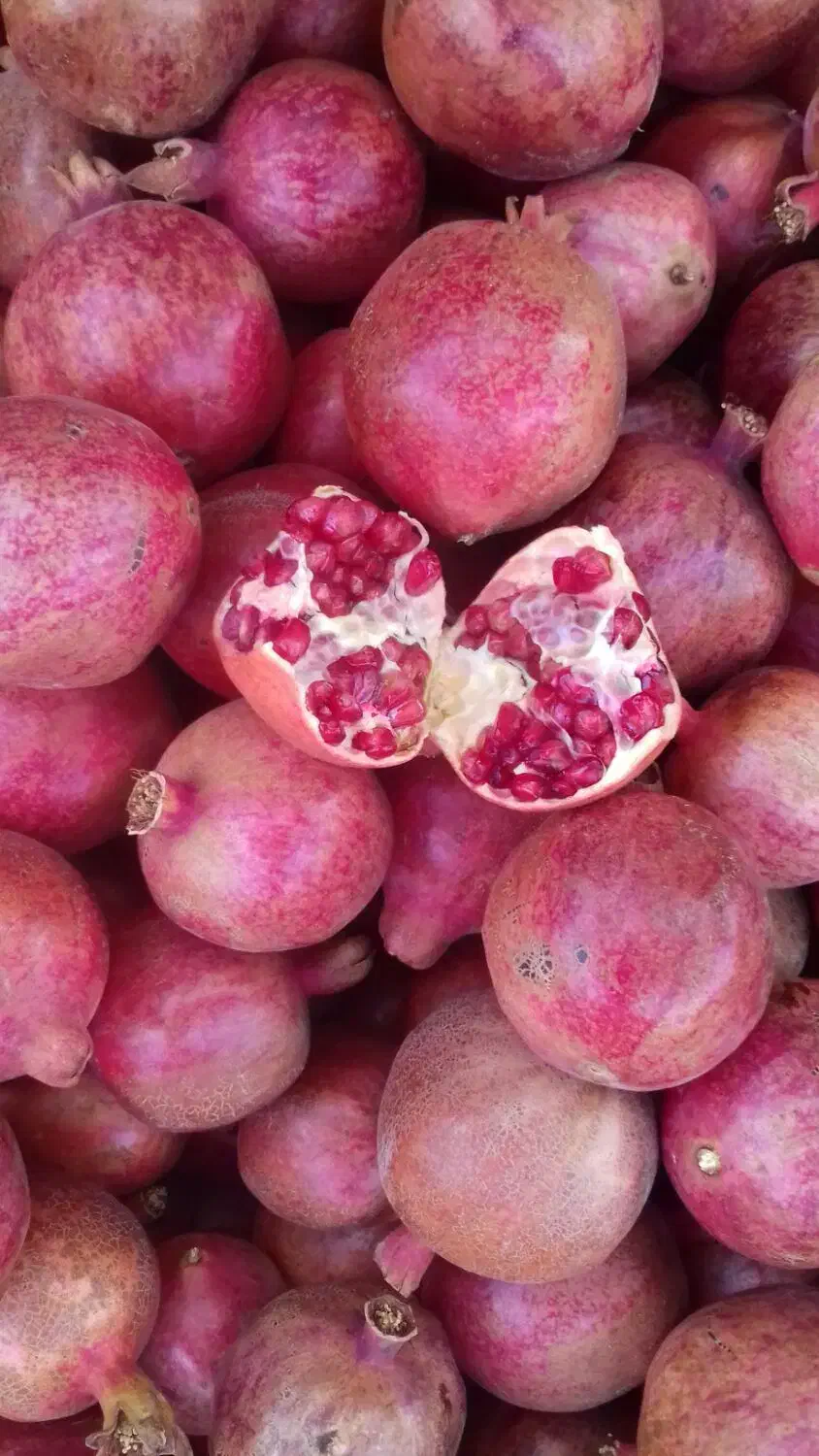 انار فردوس|خوردنی و آشامیدنی|اسلامیه, |دیوار