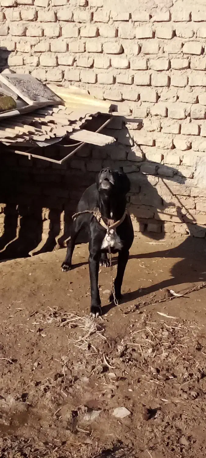 سگ پیتبول|سگ|گنبد کاووس, |دیوار