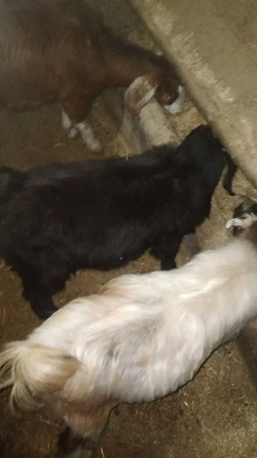 قیمت ۱۵ ملیون روستای هالان|حیوانات مزرعه|صحنه, |دیوار