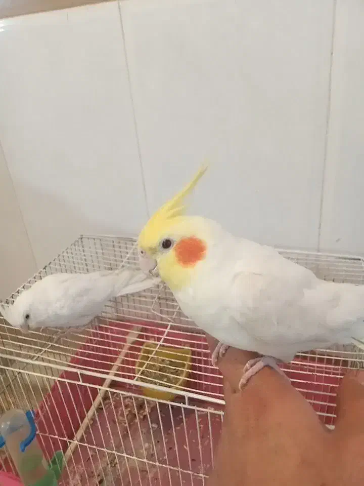 عروس هلندی نر سوختنگو وکامل دستی مست مست|پرنده|اندیمشک, |دیوار