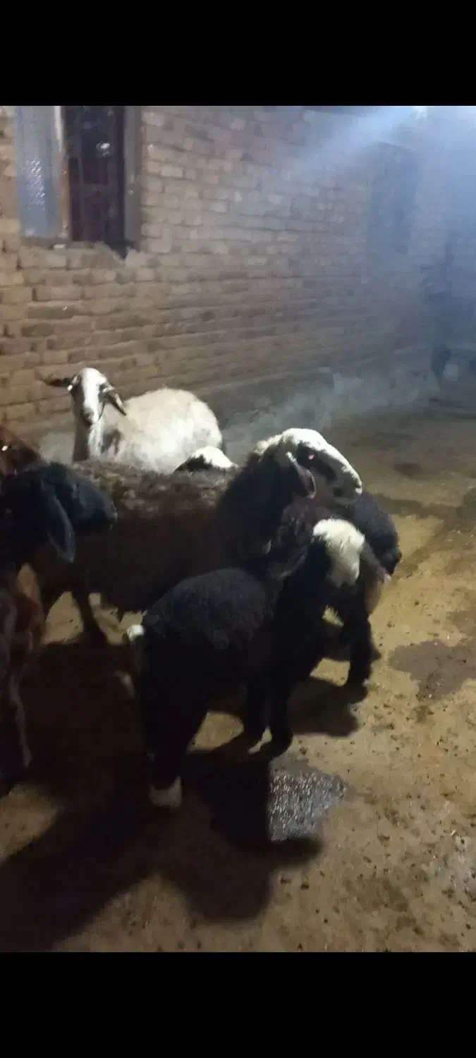 میش بره|حیوانات مزرعه|دورود, |دیوار