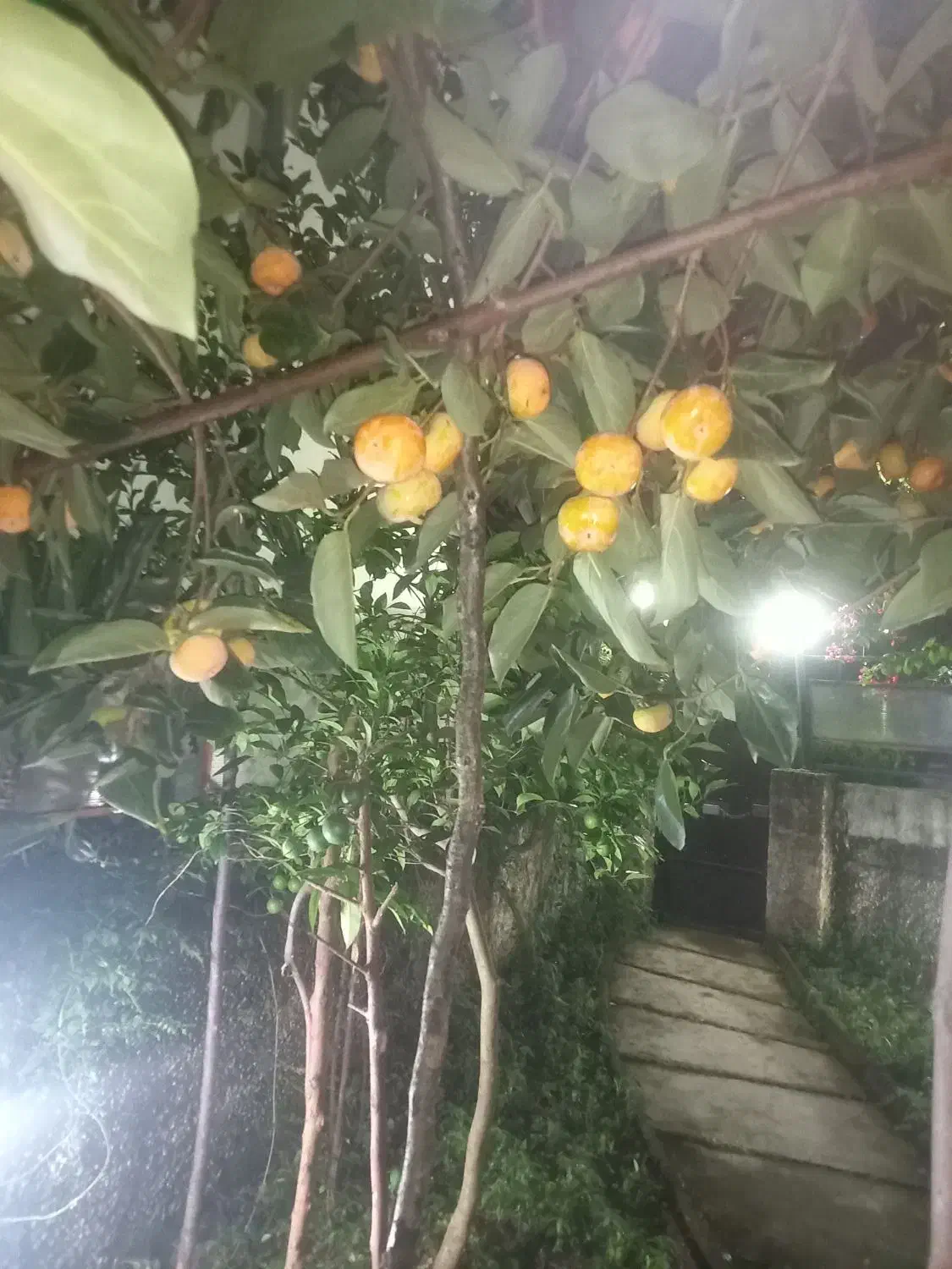 خرمالو درجه ۱|خوردنی و آشامیدنی|نوشهر, |دیوار