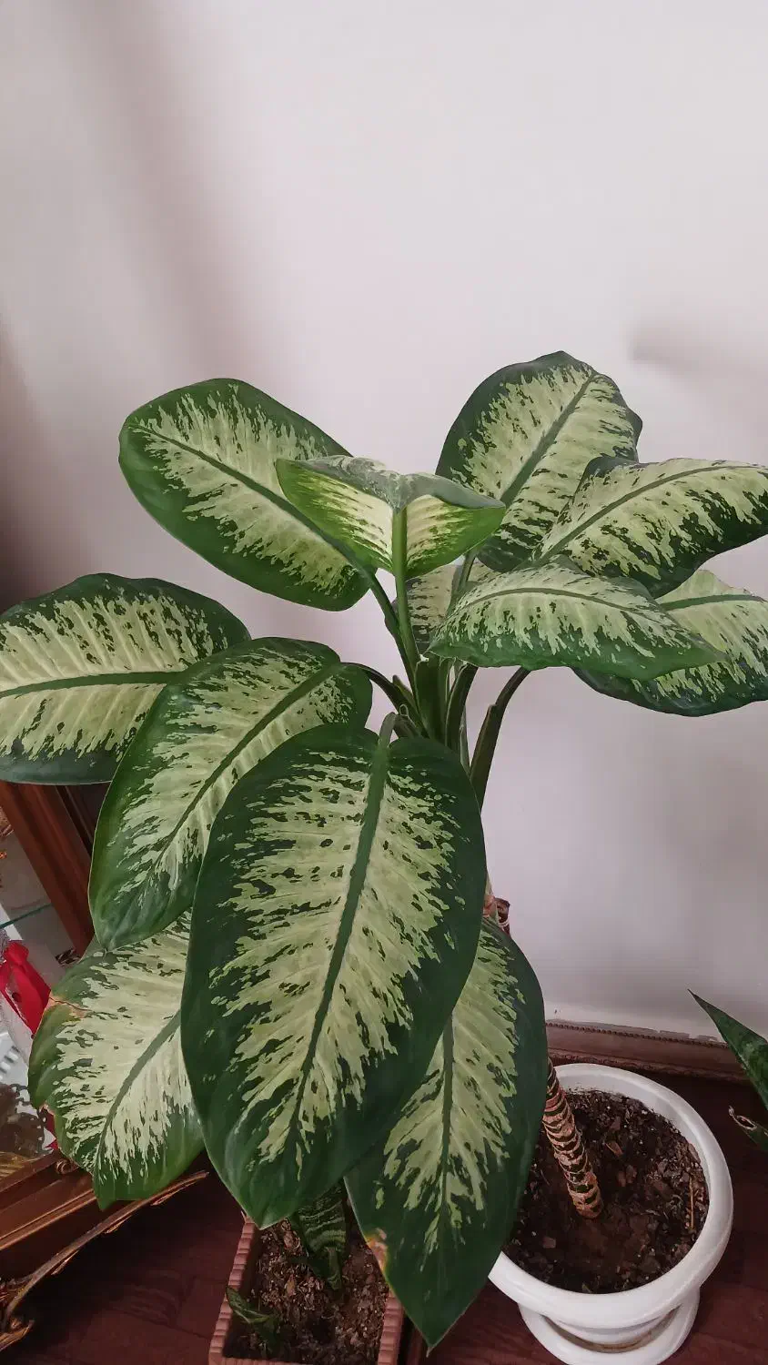 گل دیفن باخیا|گل و گیاه طبیعی|اردبیل, |دیوار