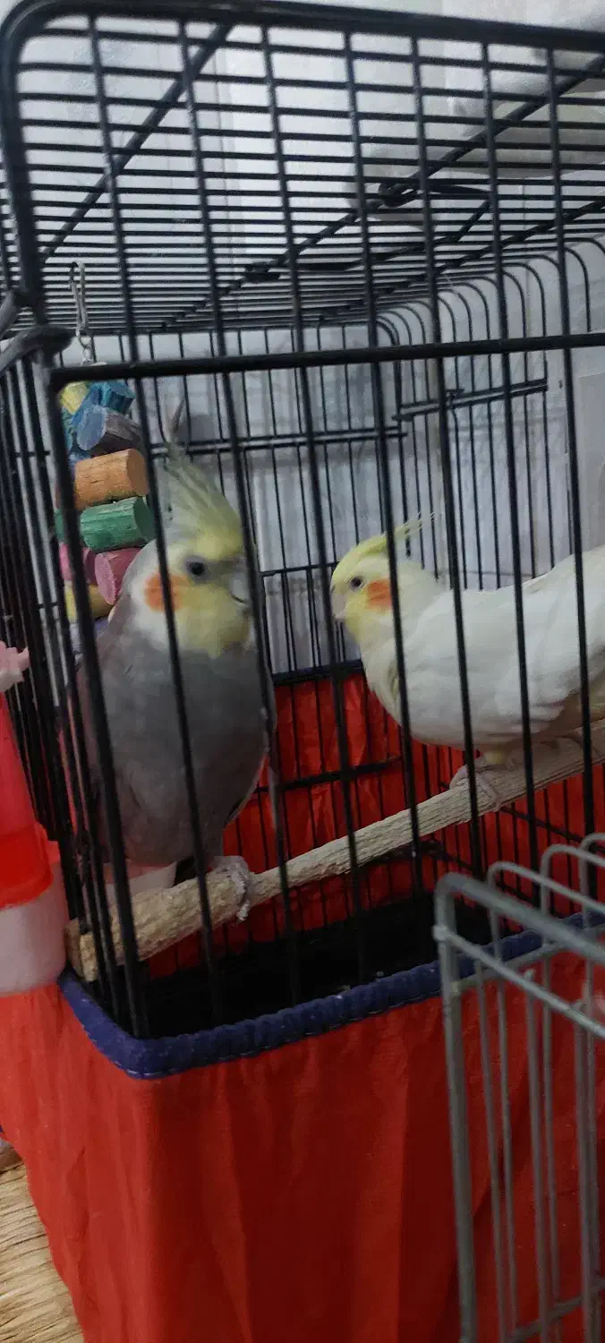 عروس هلندی|پرنده|اردکان, |دیوار