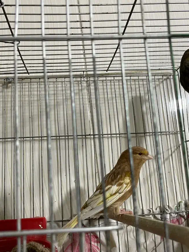 قناری ماده فائو چشم قرمز|پرنده|رامهرمز, |دیوار