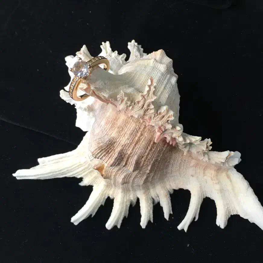 بدلیجات|بدلیجات|بندر انزلی, خوش پیک|دیوار