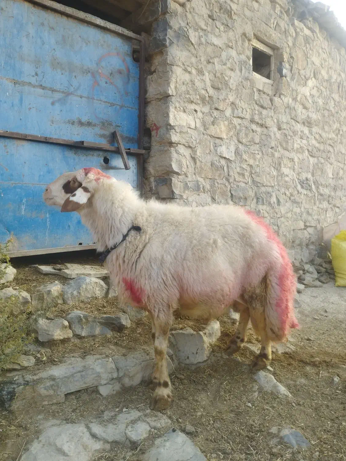 قوچ سنجابی|حیوانات مزرعه|شیروان (لرستان), |دیوار