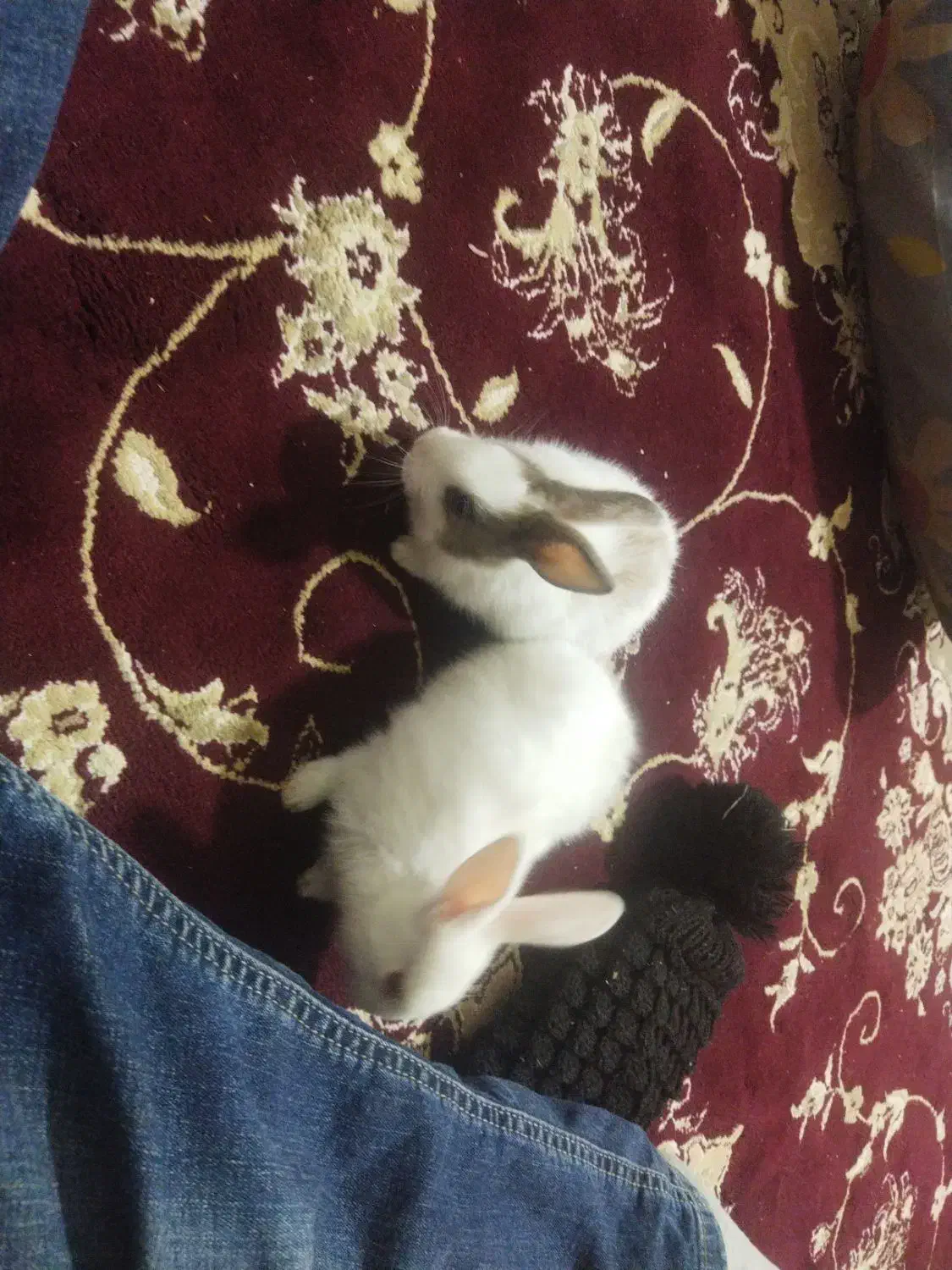 بچه خرگوش|موش و خرگوش|قوچان, |دیوار