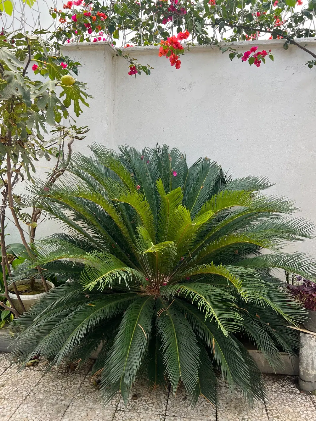 سیکاس|گل و گیاه طبیعی|رشت, ولکس|دیوار