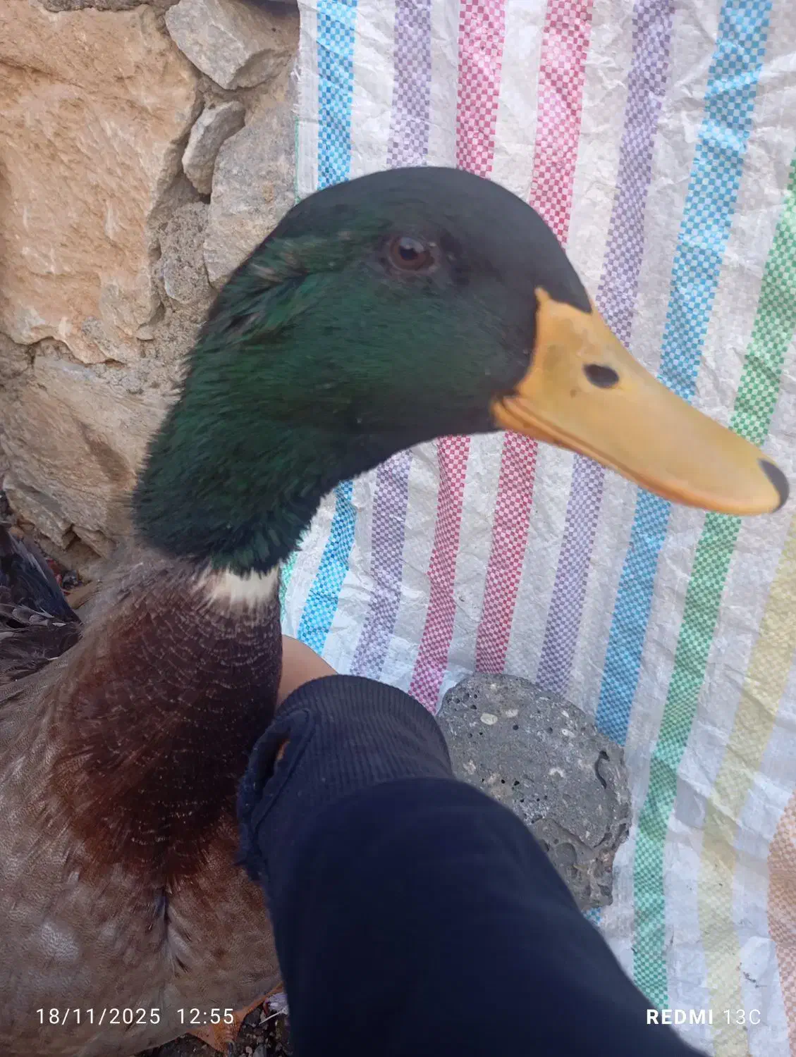 اردک اسرایلی بسیار زیبا|حیوانات مزرعه|سردشت, |دیوار