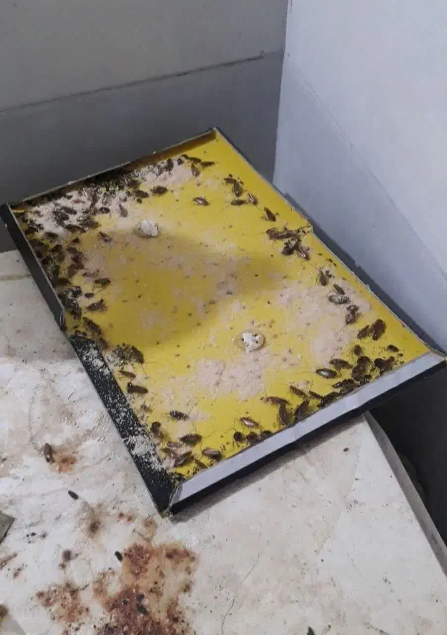 سم پاشی موریانه ساس سمپاشی سوسک|خدمات نظافت|میناب, |دیوار