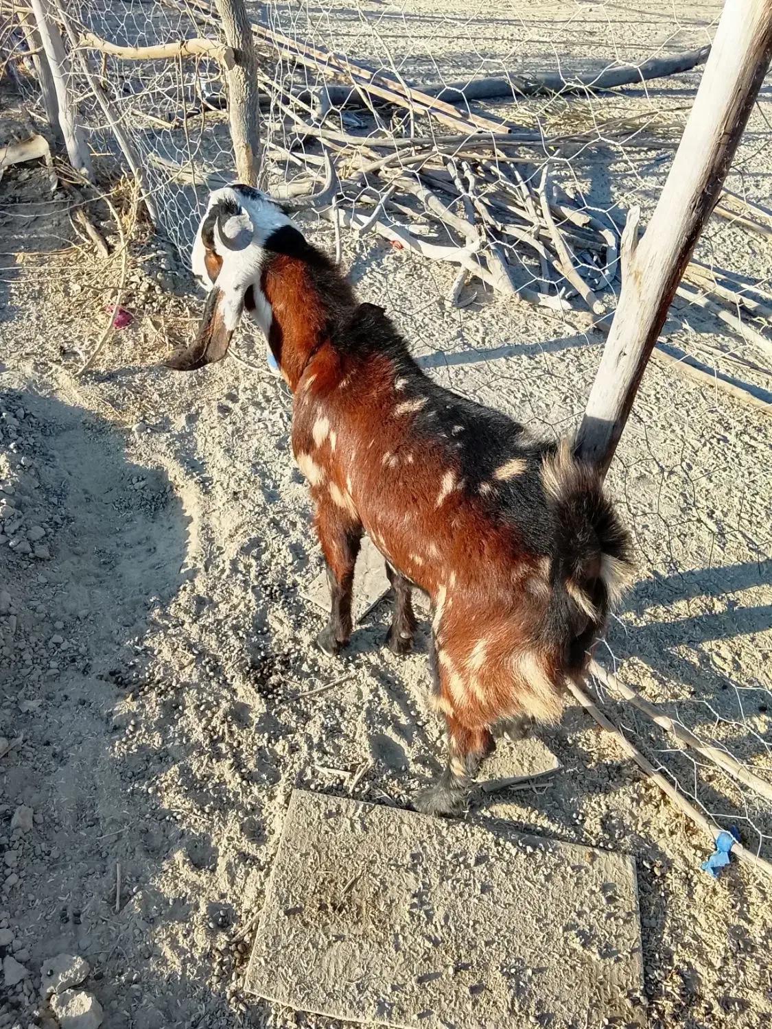 بزهای خوب فروشی (تروشت)|حیوانات مزرعه|پلان, |دیوار