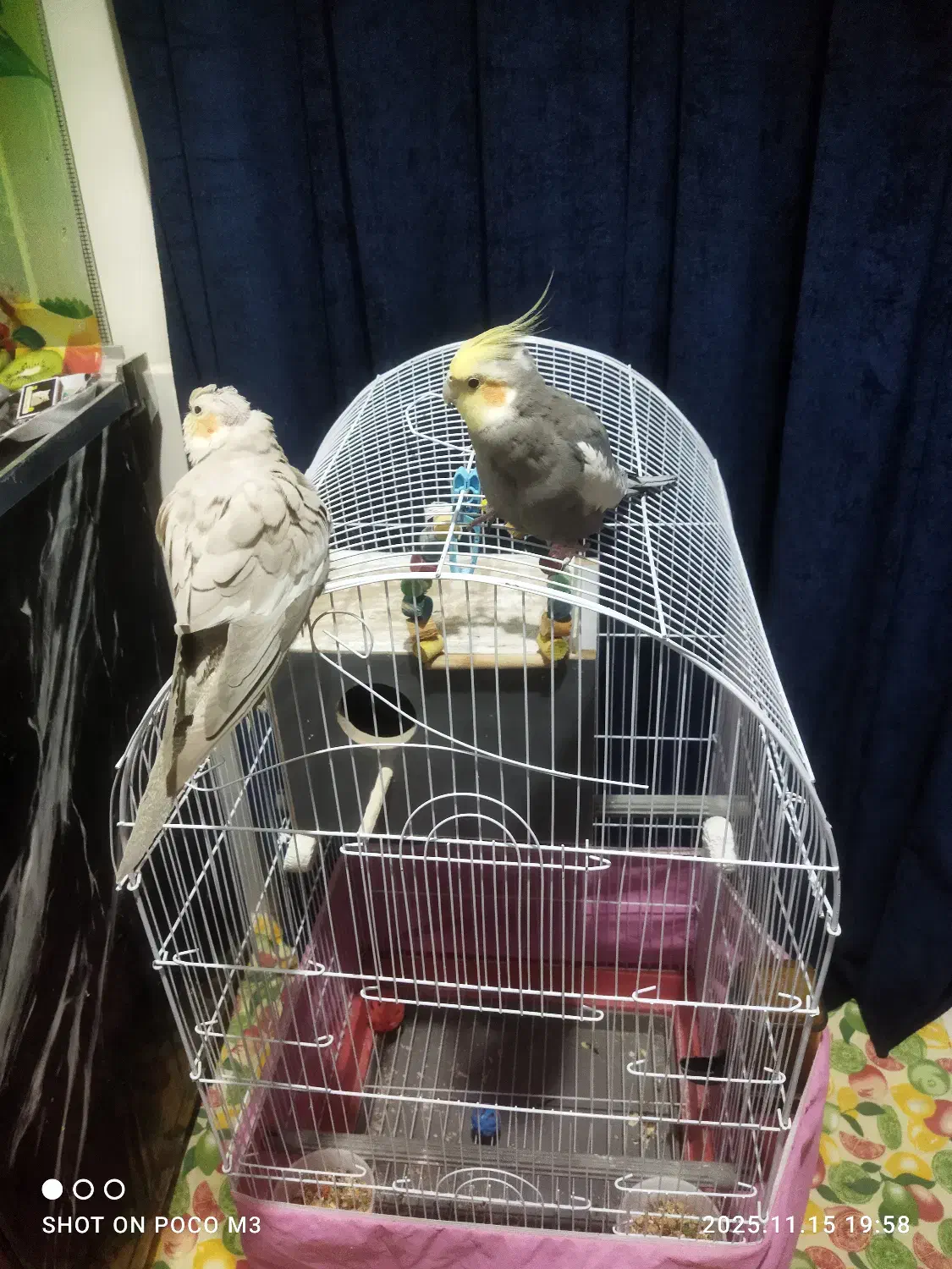 یک جفت عروس هلندی|پرنده|سیرجان, |دیوار