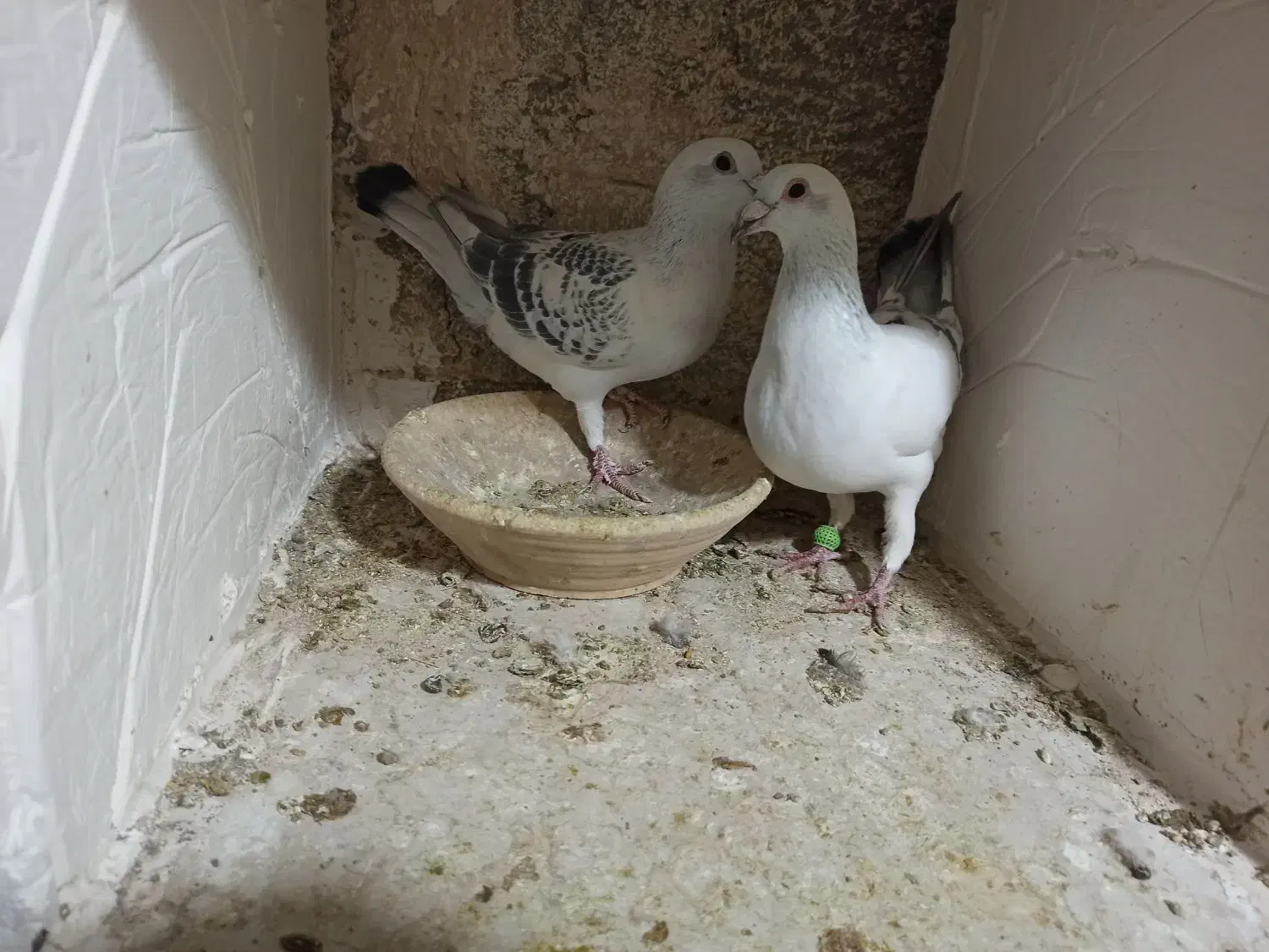 شامی کرمونی|پرنده|تربتحیدریه, تپه ننه حجی|دیوار