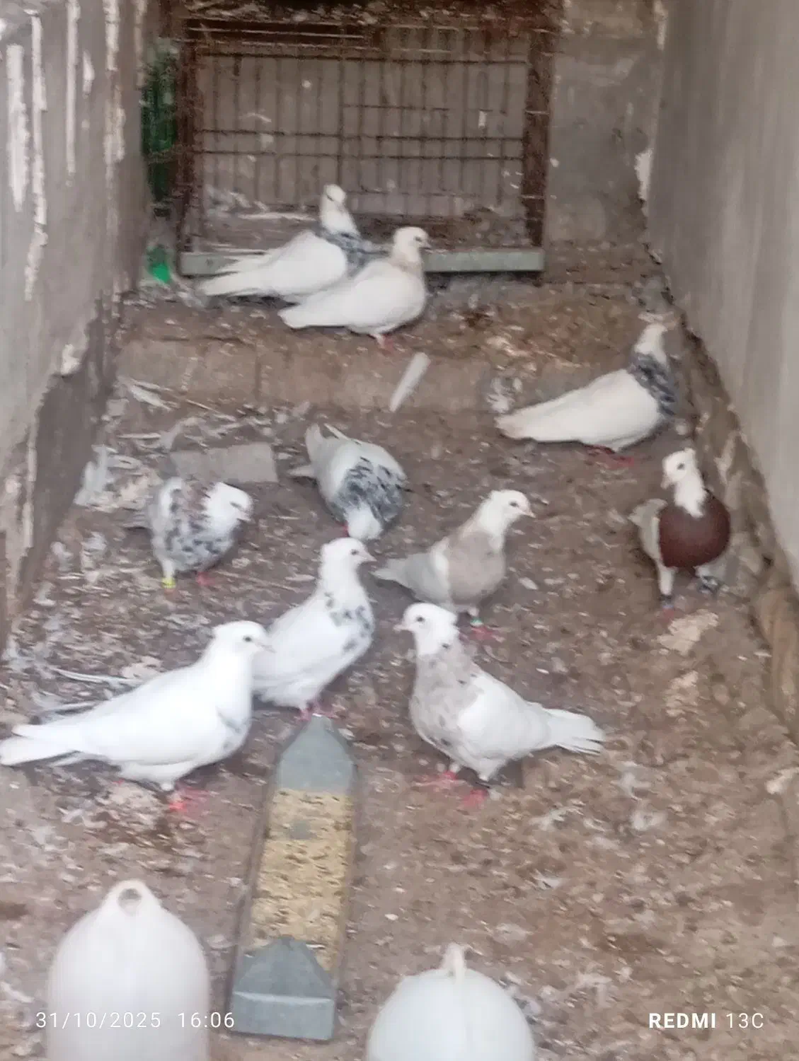 تماس جوابگو هستم|پرنده|بندر کنگان, |دیوار