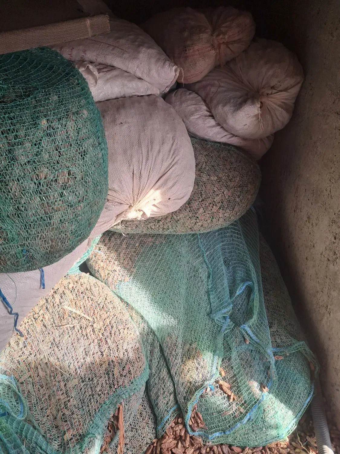 خرما  سلوکی|حیوانات مزرعه|جازموریان, |دیوار