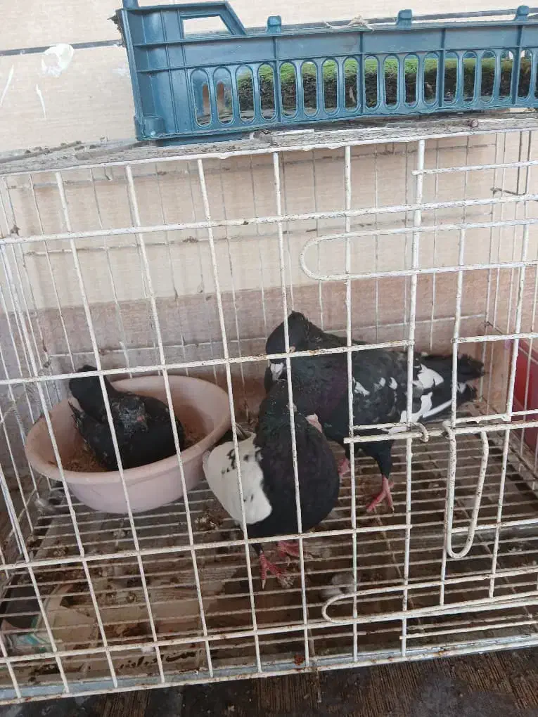 کبوتر بهبهونی|پرنده|برازجان, |دیوار