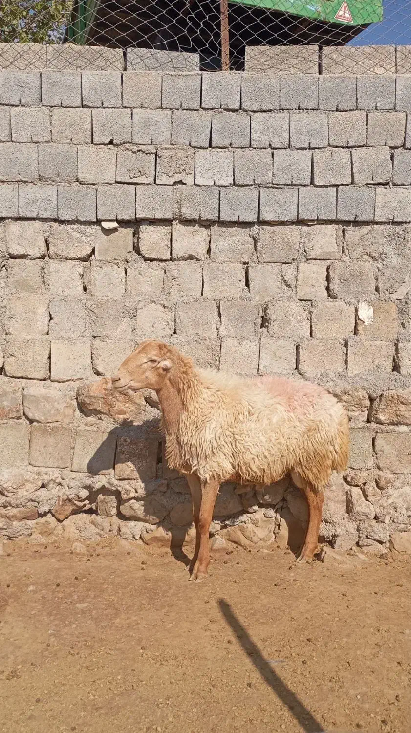 مغان درج یک|حیوانات مزرعه|صحنه, |دیوار