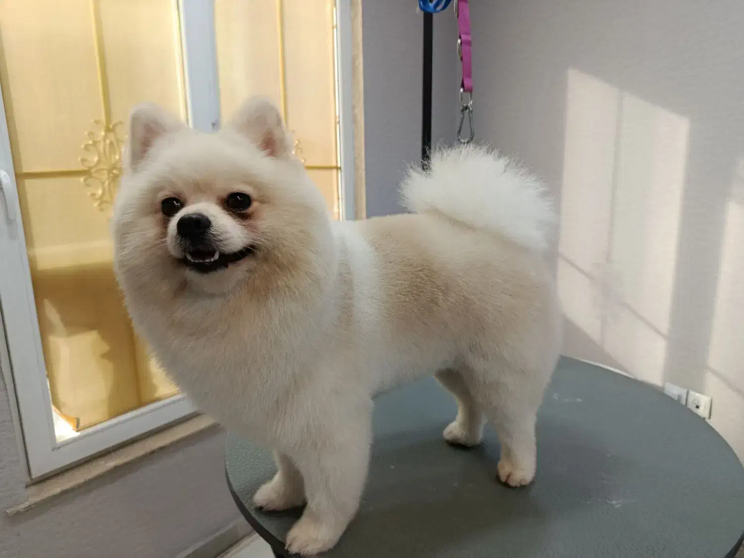 مدل  برای کوتاهی|خدمات آرایشگری و زیبایی|رشت, کاکتوس|دیوار