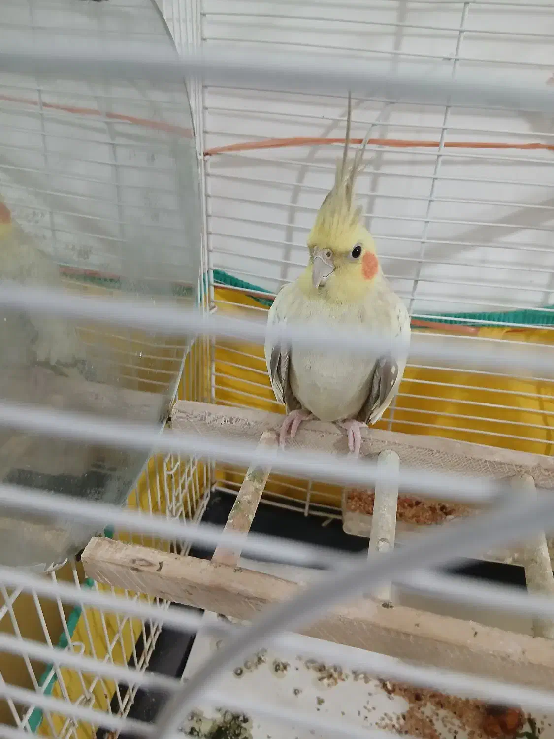 عروس هلندی|پرنده|رشت, فرزانه|دیوار