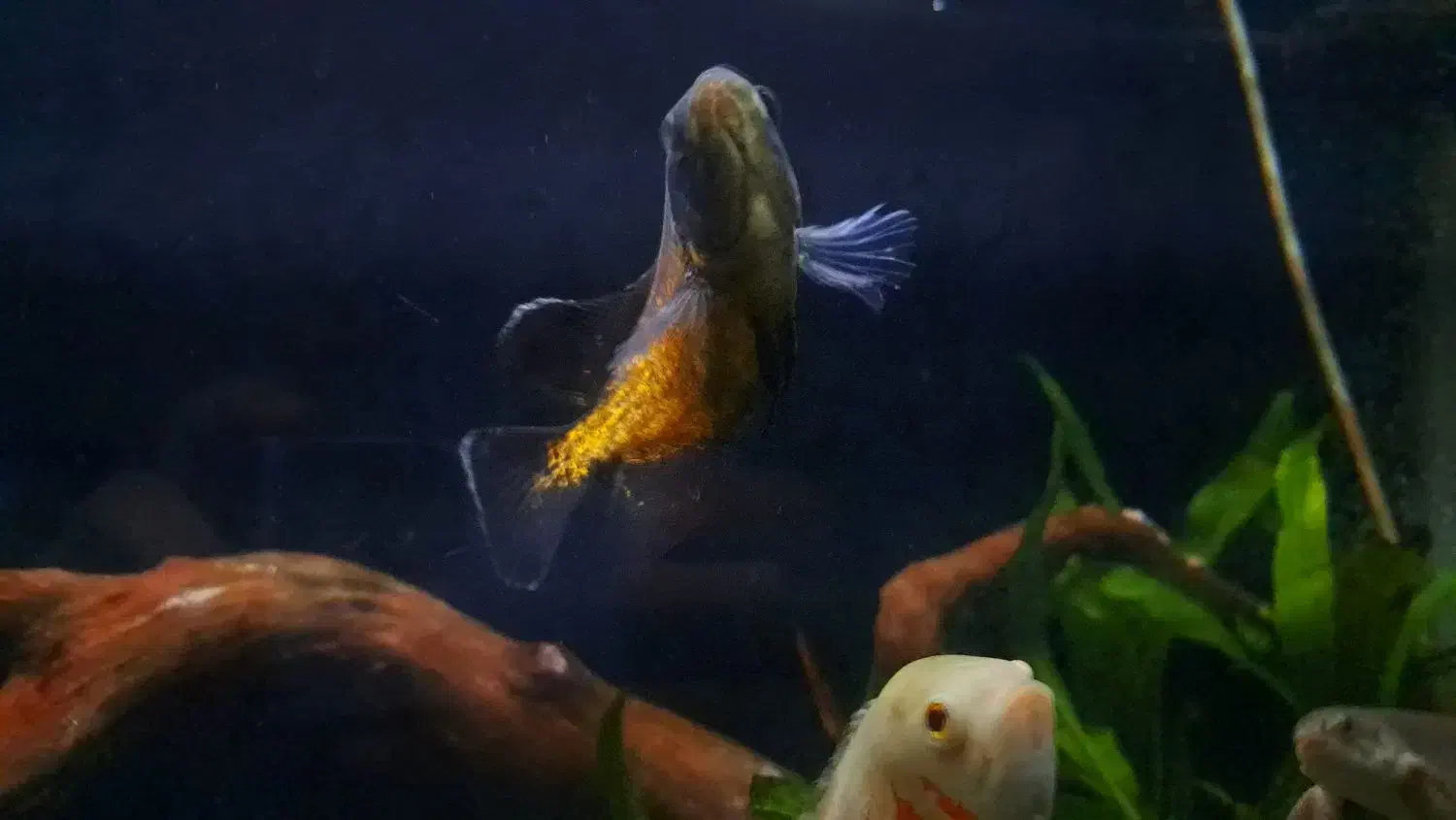 ماهی اسکار|ماهی|شاهینشهر, خانه کارگر|دیوار