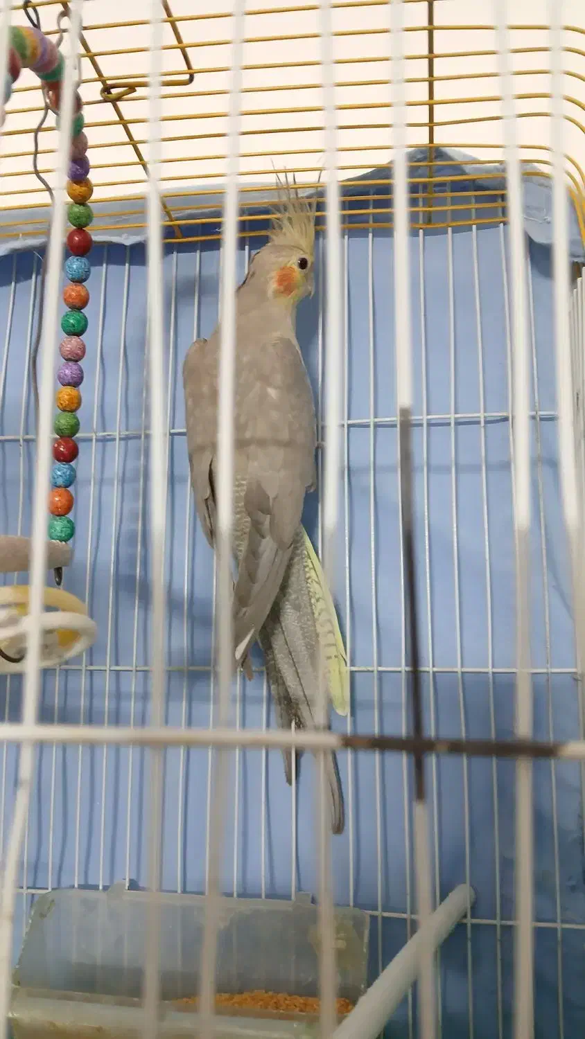 عروس هلندی ماده|پرنده|مشهد, کوشش|دیوار